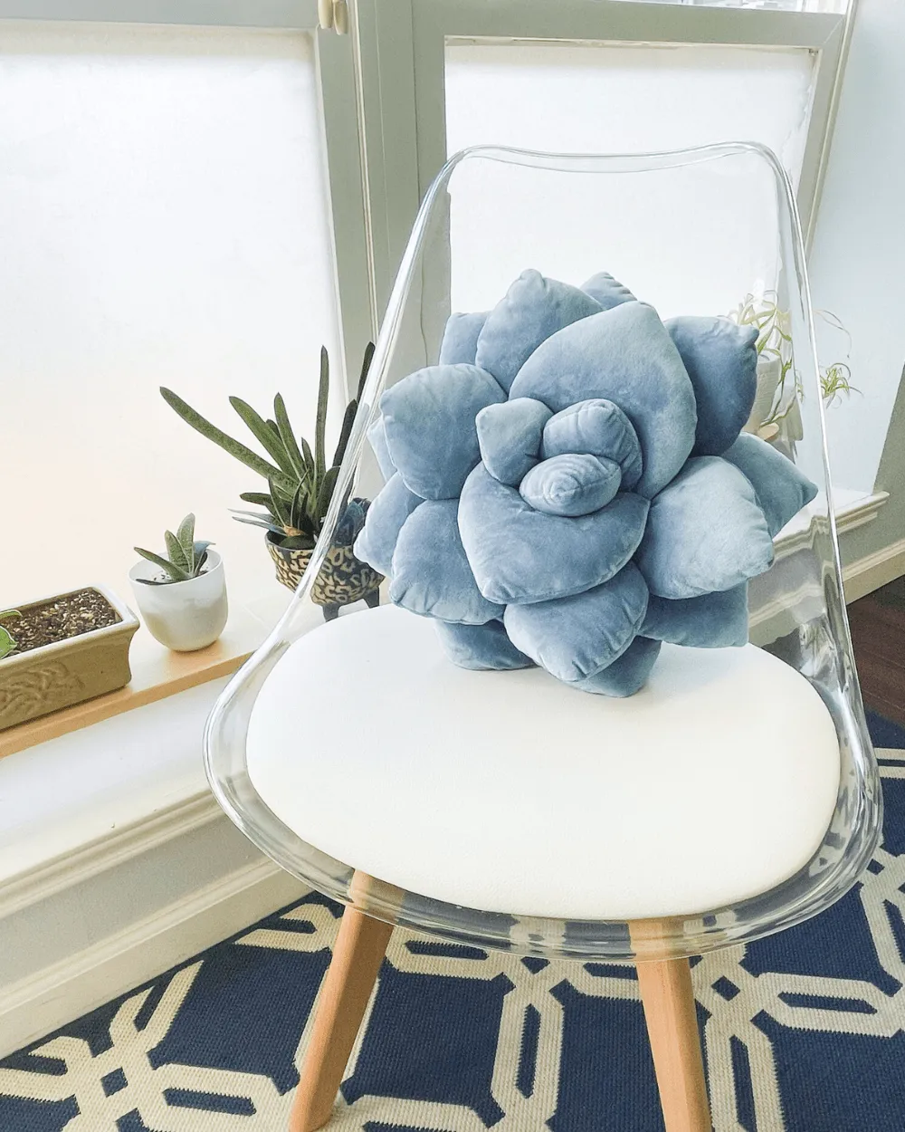 Lil' Pop Succulent® - Smokey Blue